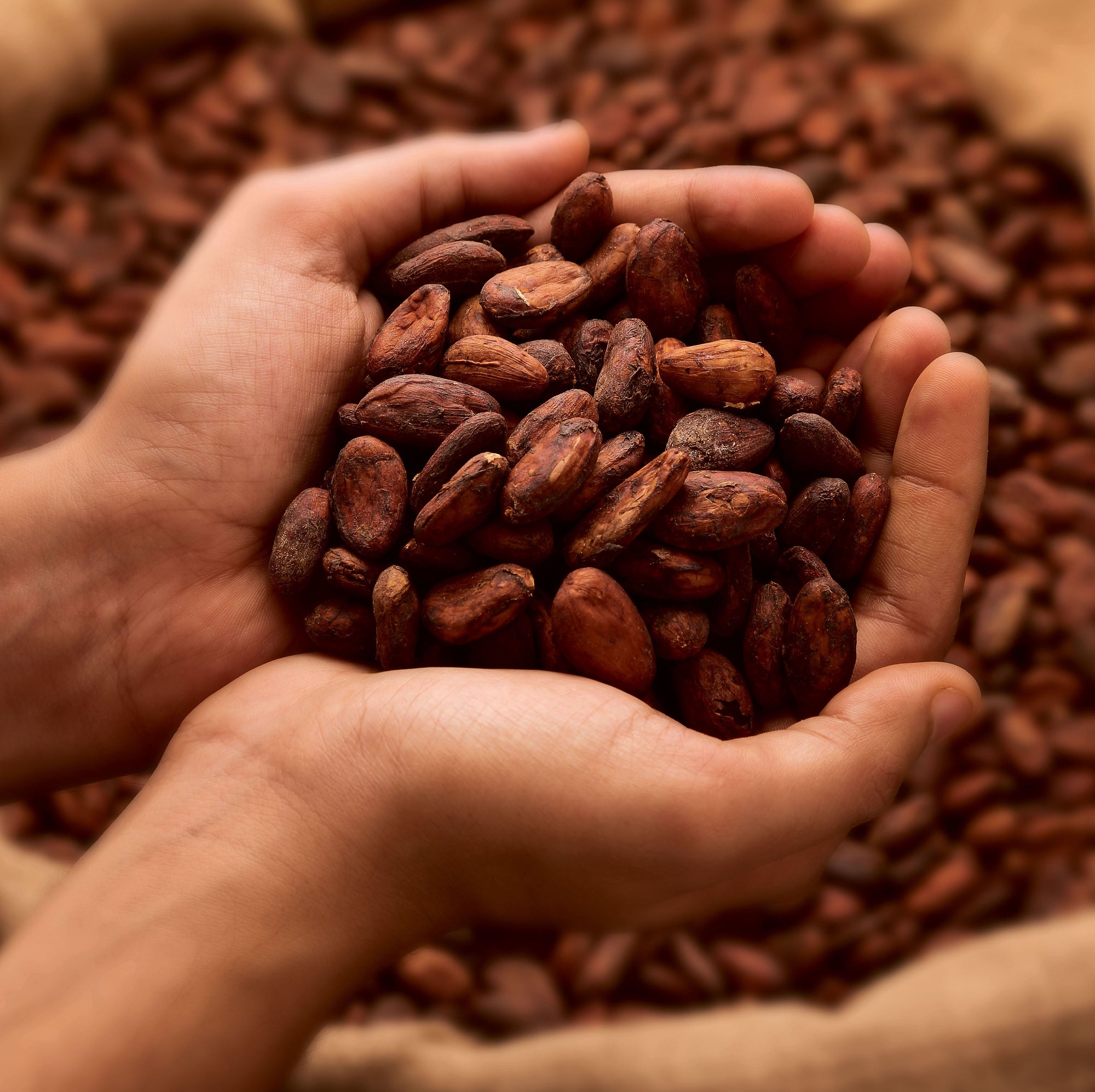 Selection of Cacao
